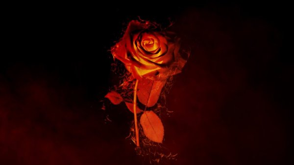 Огненно красные розы