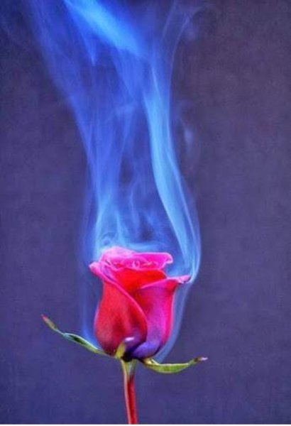 Горящий цветок