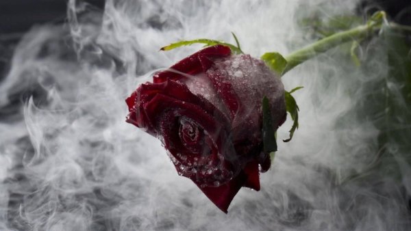 Роза Блэк Файер