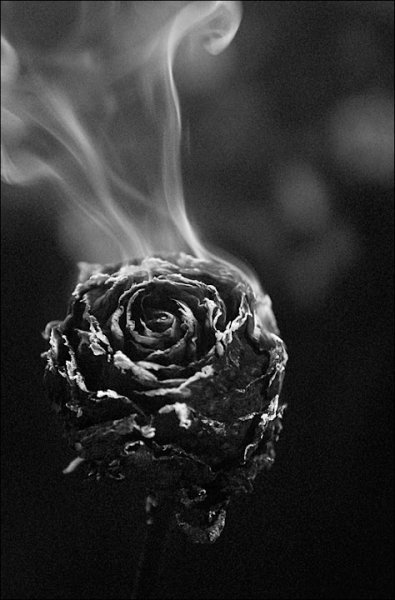 Пепел розы
