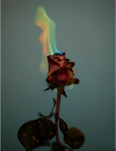 Сгоревшая роза