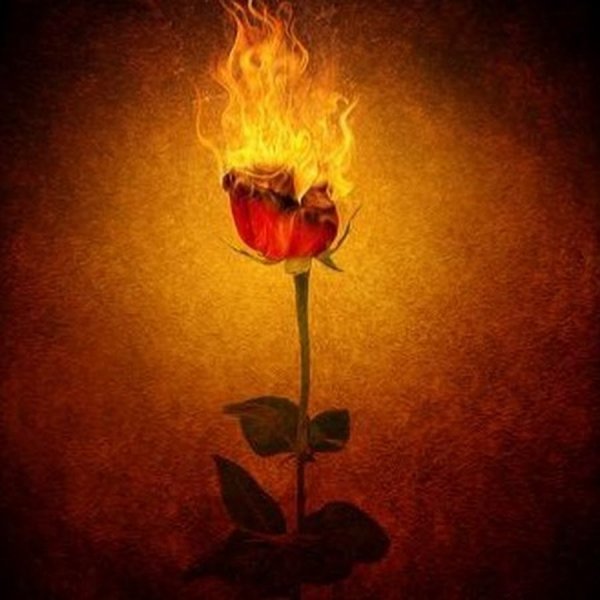 Роза горит