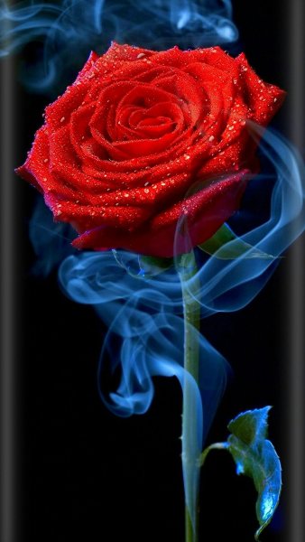 Розы на черном фоне вертикальные