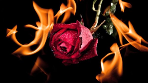 Роза в огне огонь на черном фоне