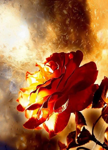 Пламенный цветок