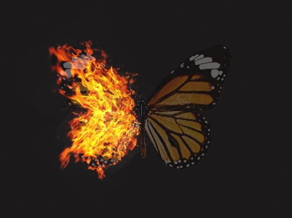 Горящая бабочка