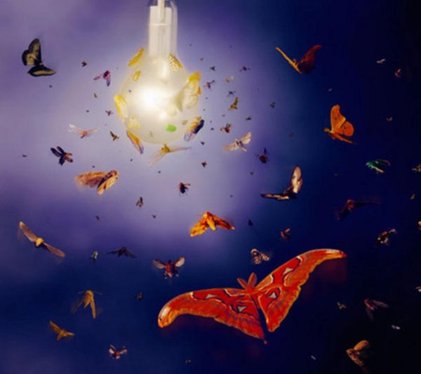 Бабочки летят на свет