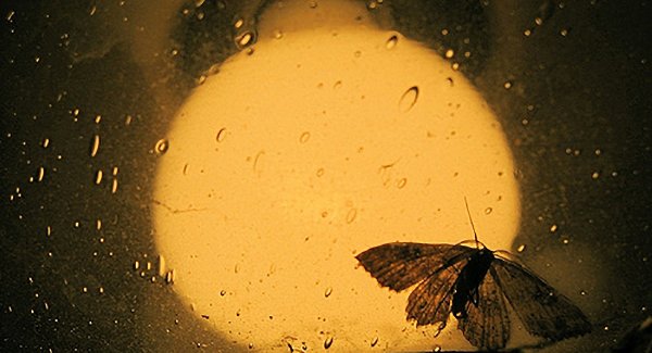 Насекомые ночью