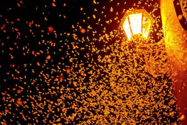 Мотыльки у фонаря