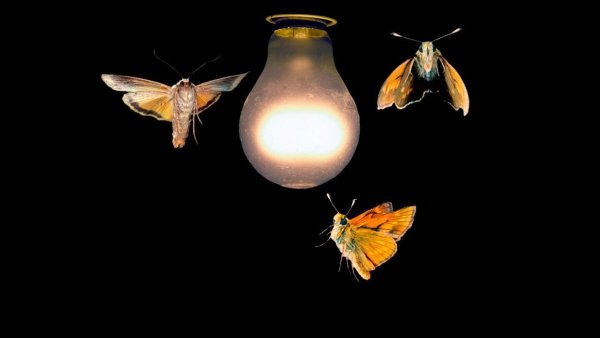 Лампа в темноте и бабочка