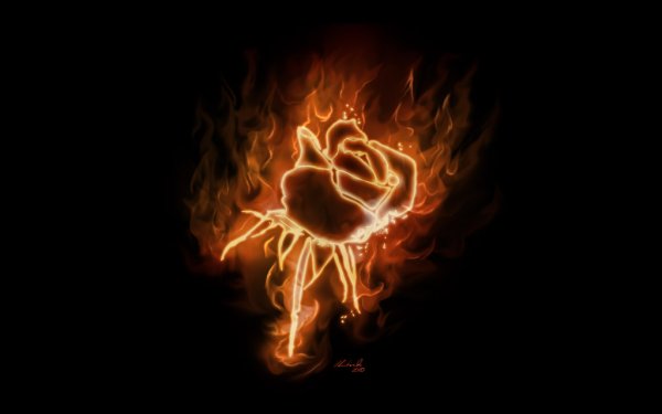 Пылающая роза