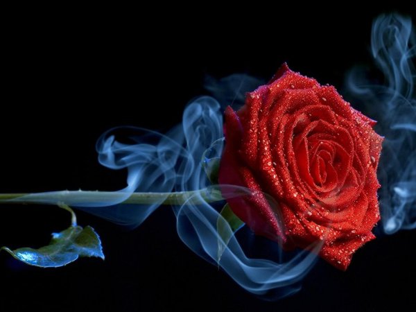 Красно синие розы