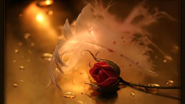 Роза в пыли