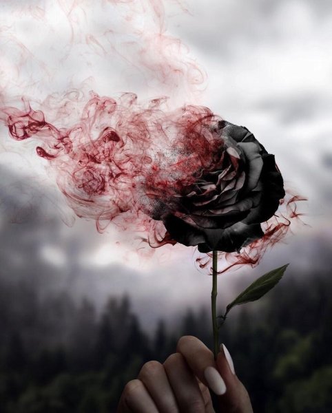 Разбитая роза