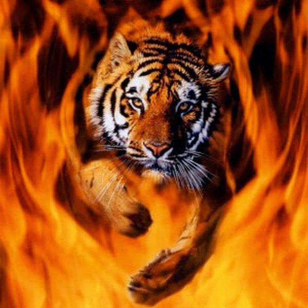 Тигр в пламени