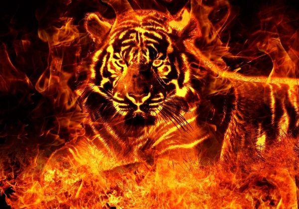 Тигр в огне