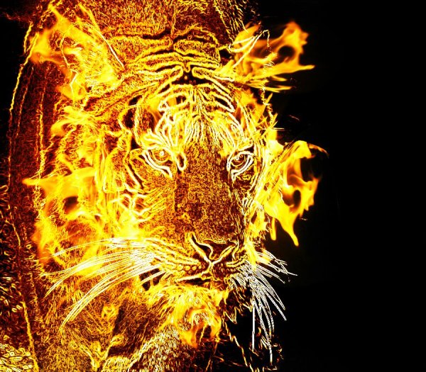 Тигр огненыый