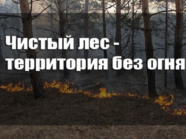 Чистый лес территория без огня