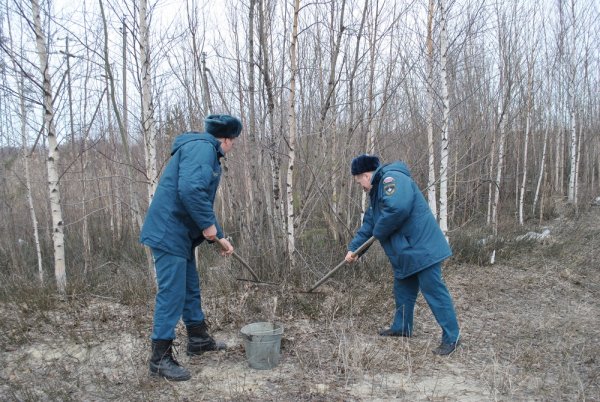 Чистый лес территория без огня