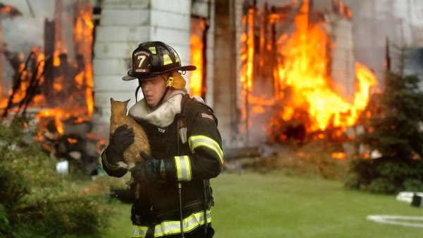 Пожарный выносит кота из огня