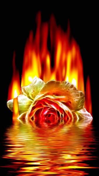 Огненная роза