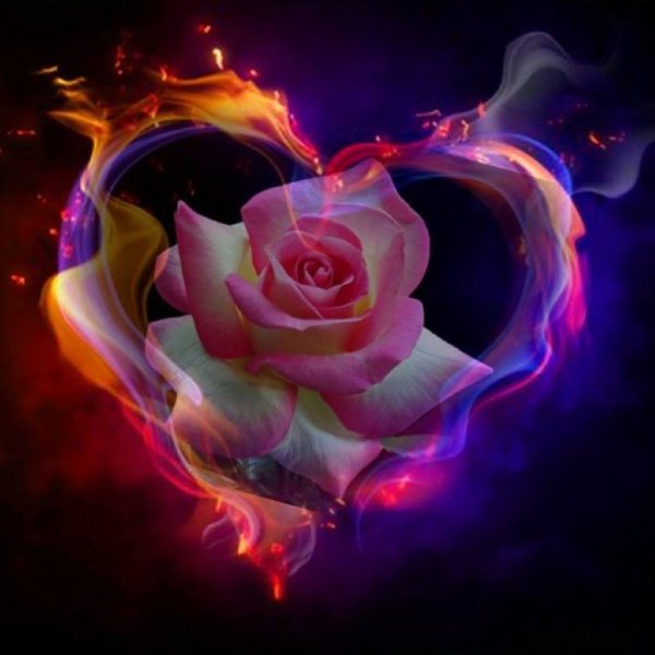 Горящая роза