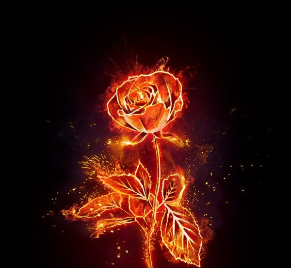 Огненная роза Сафон