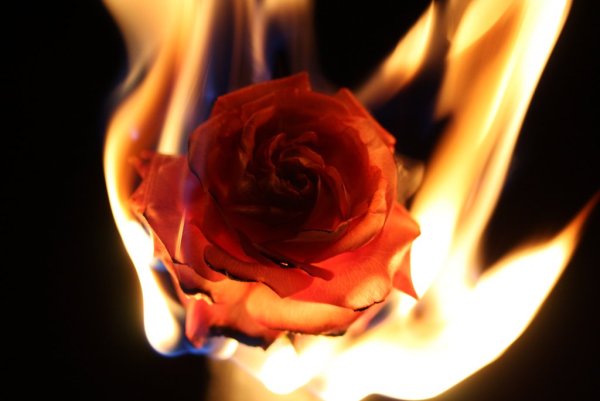 Горящие розы