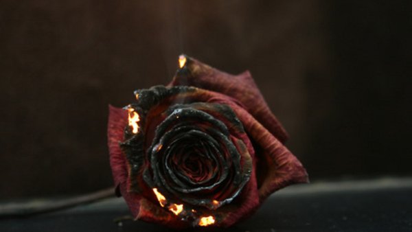 Пепел розы
