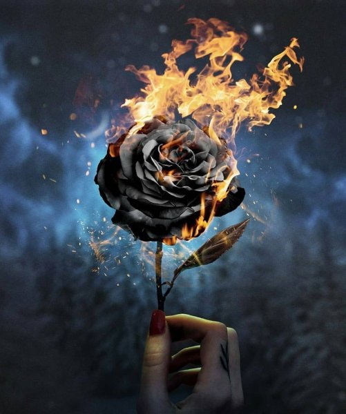 Горящая роза