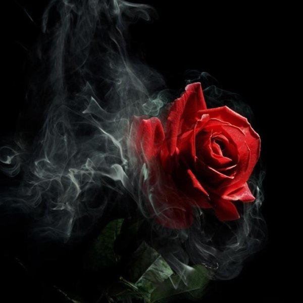 Цветы в темноте