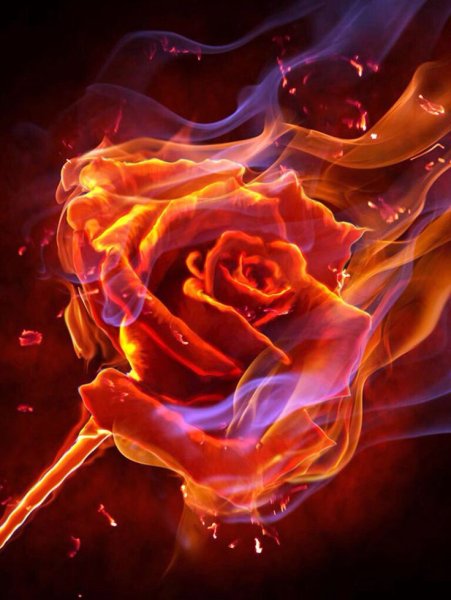 Готовая работа Огненная роза