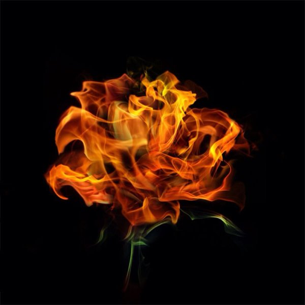 Огненная роза