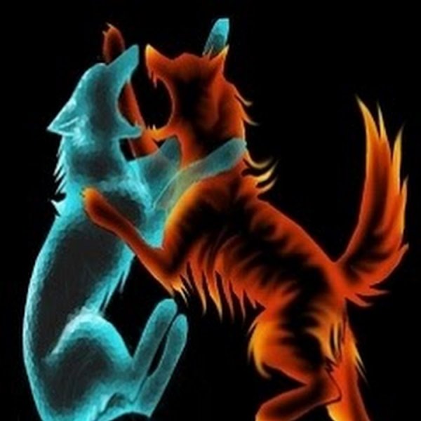 Коты стихий воды и огня