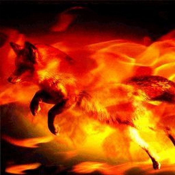 Огненные лисы