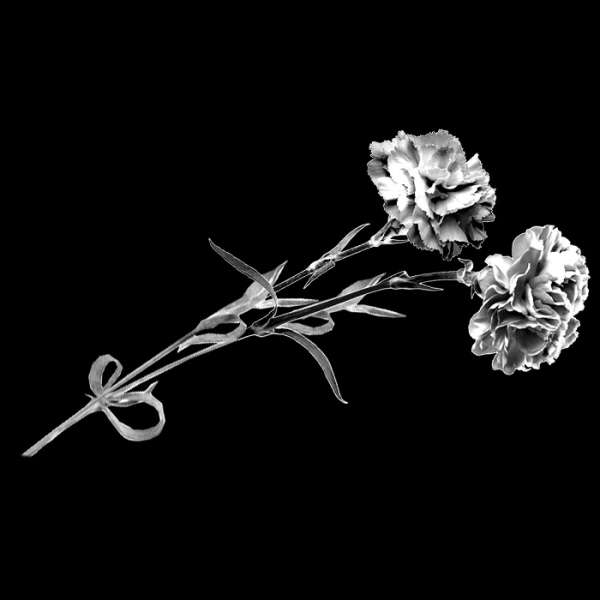 Гвоздики на памятник