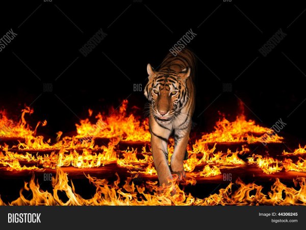 Тигр в огне