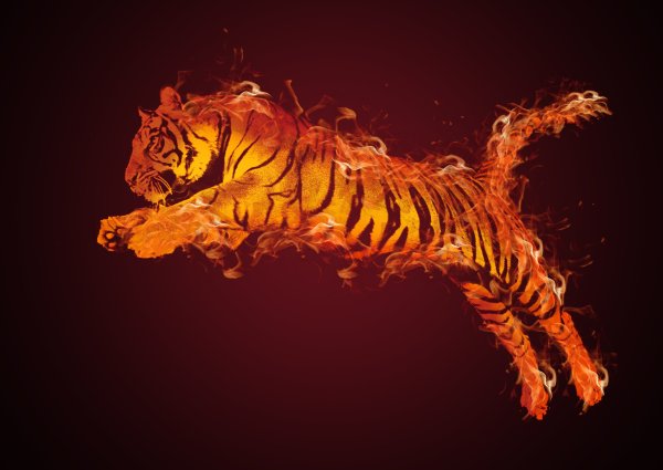 Огненный тигр