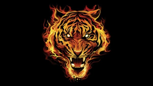 Тигр в огне тату