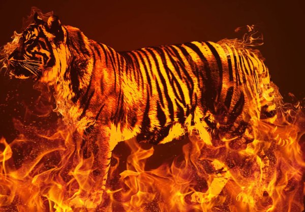 Fire Tiger группа