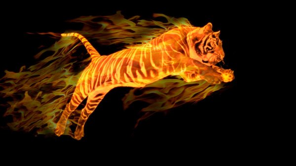 Тигр в огне