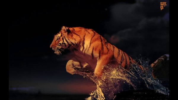 Тигр в огне