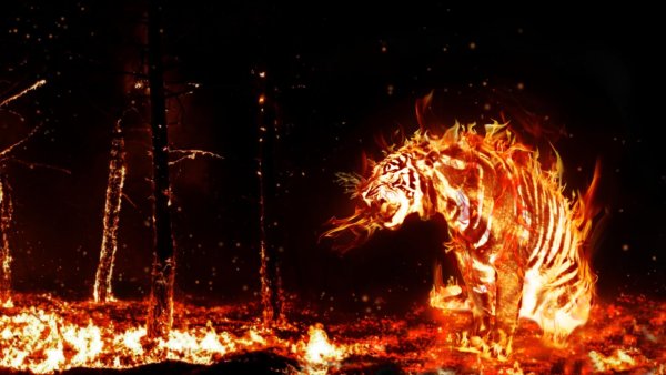 Красного огненного тигра