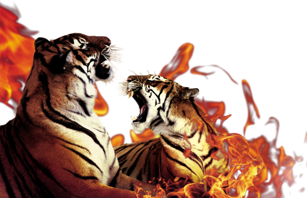 Тигр в пламени
