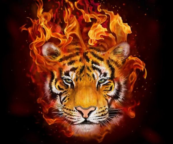 Фаер Тайгер