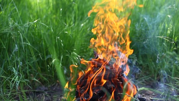 Растения в огне