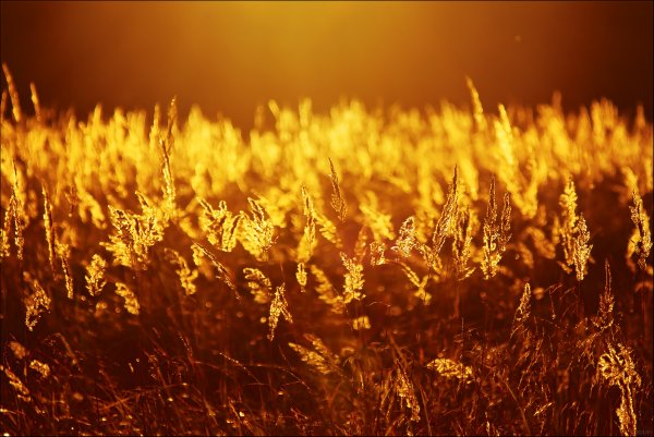 Огонь трава цветок