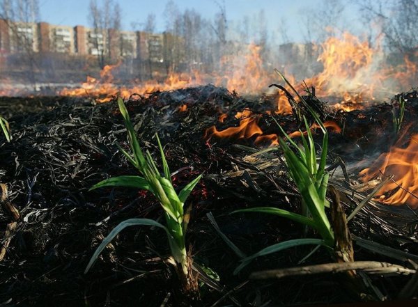 Растения после пожара