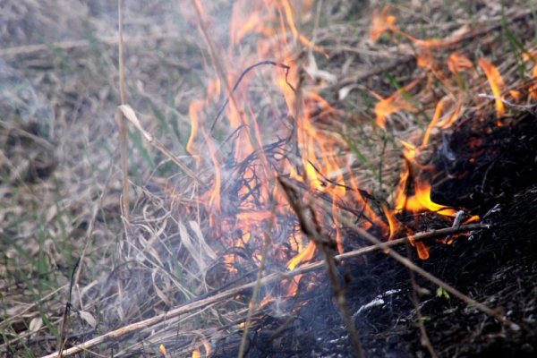 Горящая трава в лесу