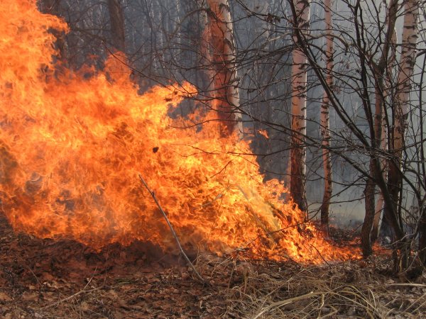 Пожар сухой травы